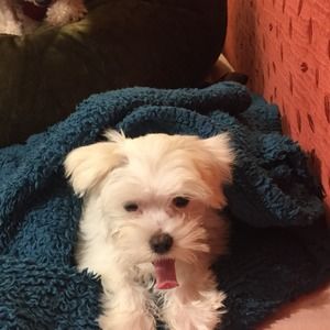 Meet your Posher, Rose